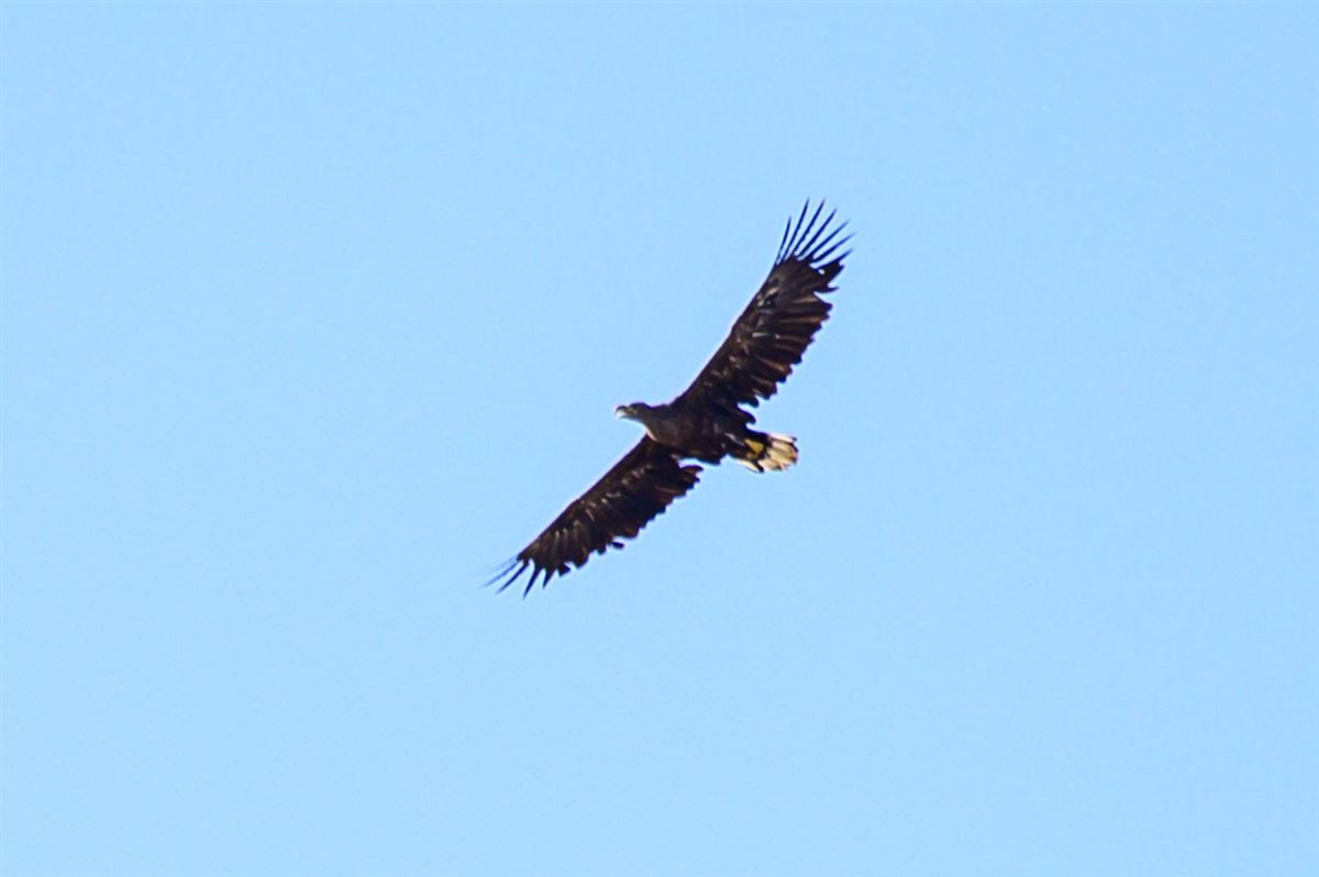 Akkuyruklu Kartal