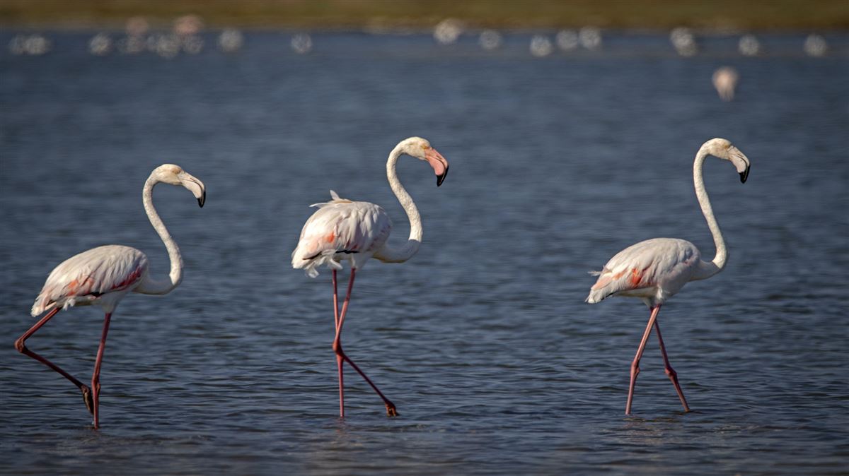 Flamingo