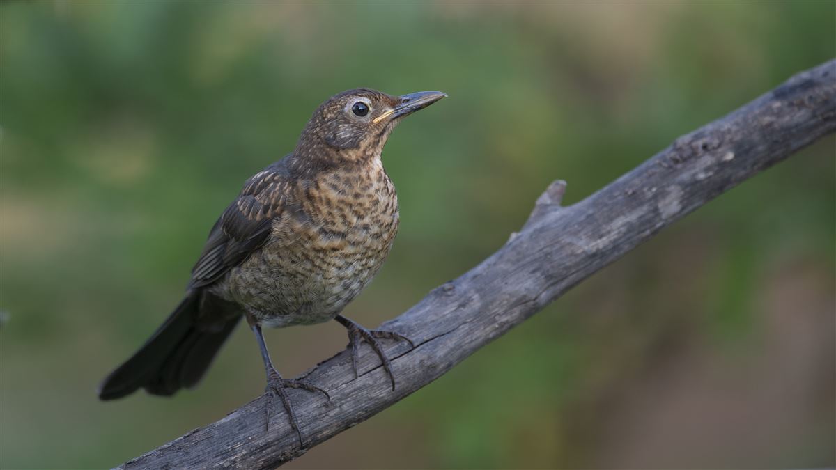 Karatavuk