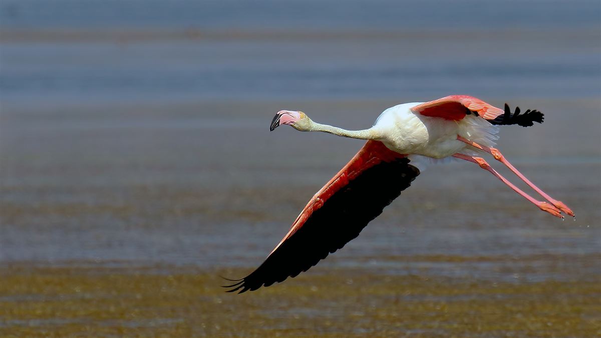 Flamingo