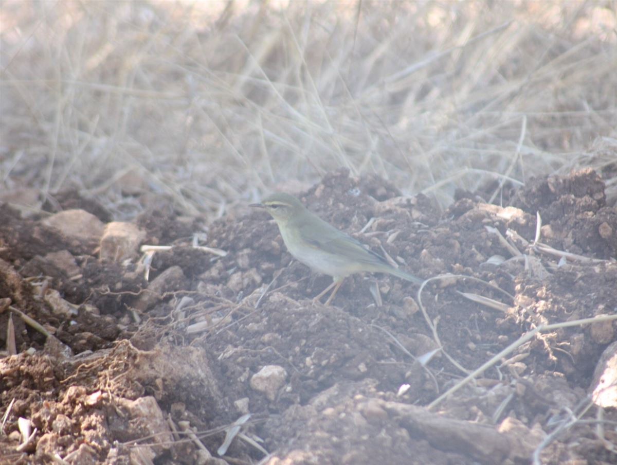 Söğütbülbülü