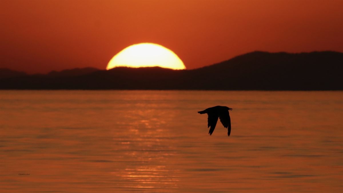 Van Gölü Martısı