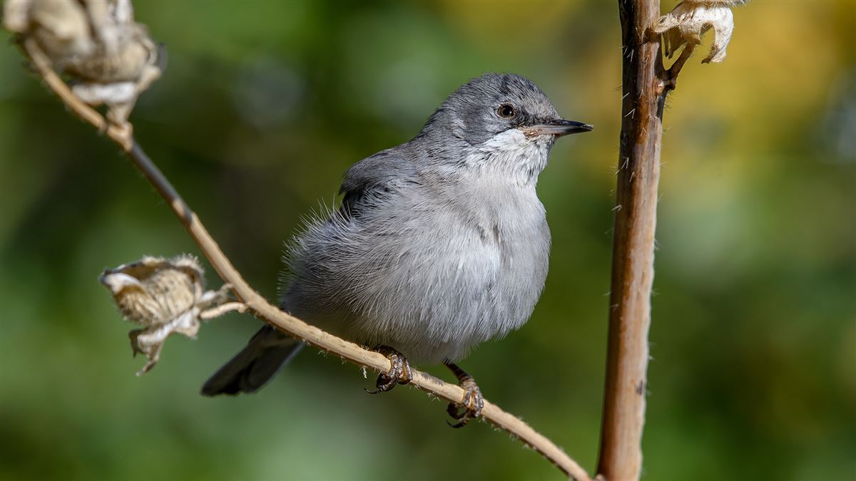 Karaboğazlı Ötleğen