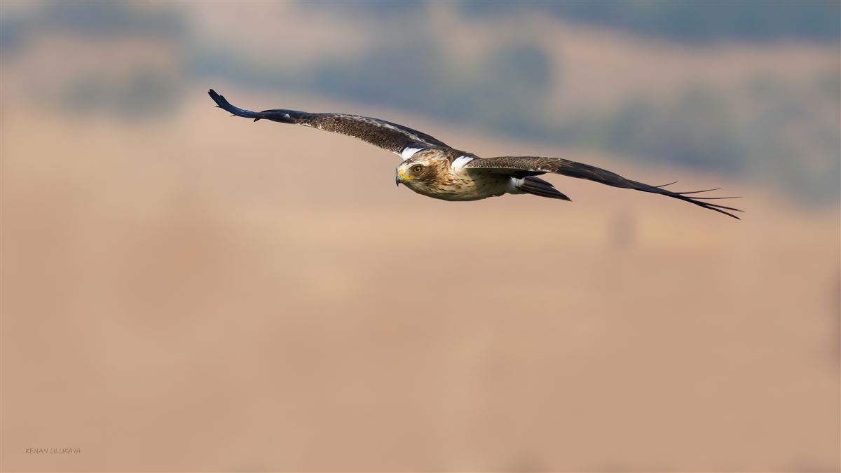 Küçük Kartal