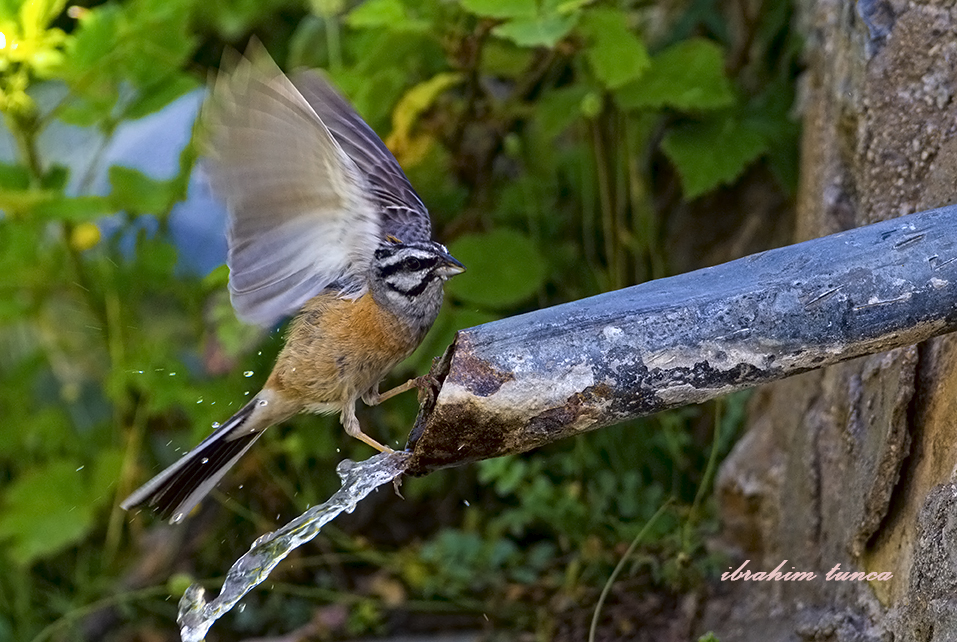Kaya Kirazkuşu
