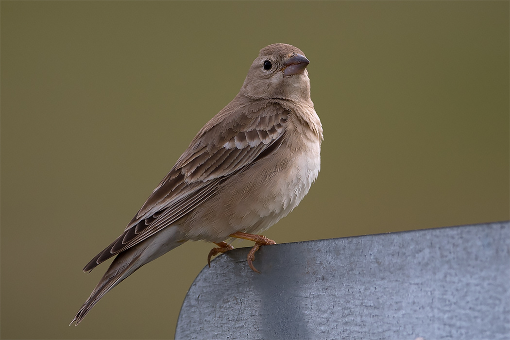 Pale Rockfinch