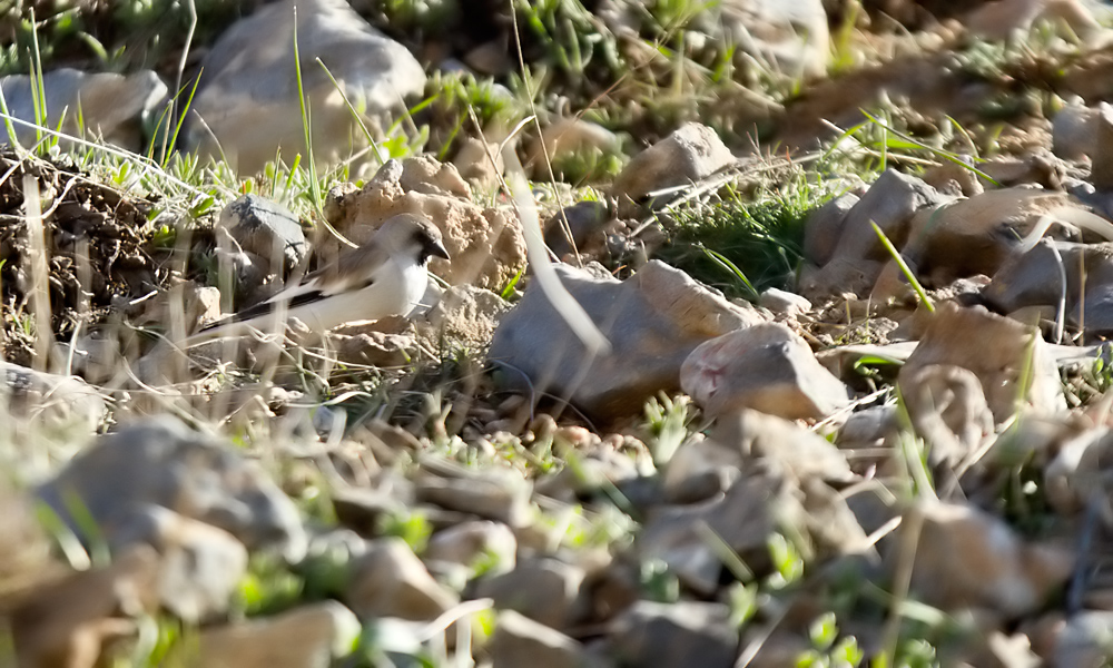 White-winged Snowfinch