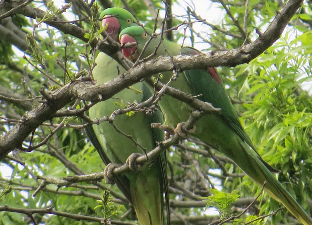 Alexandrine Parakeet