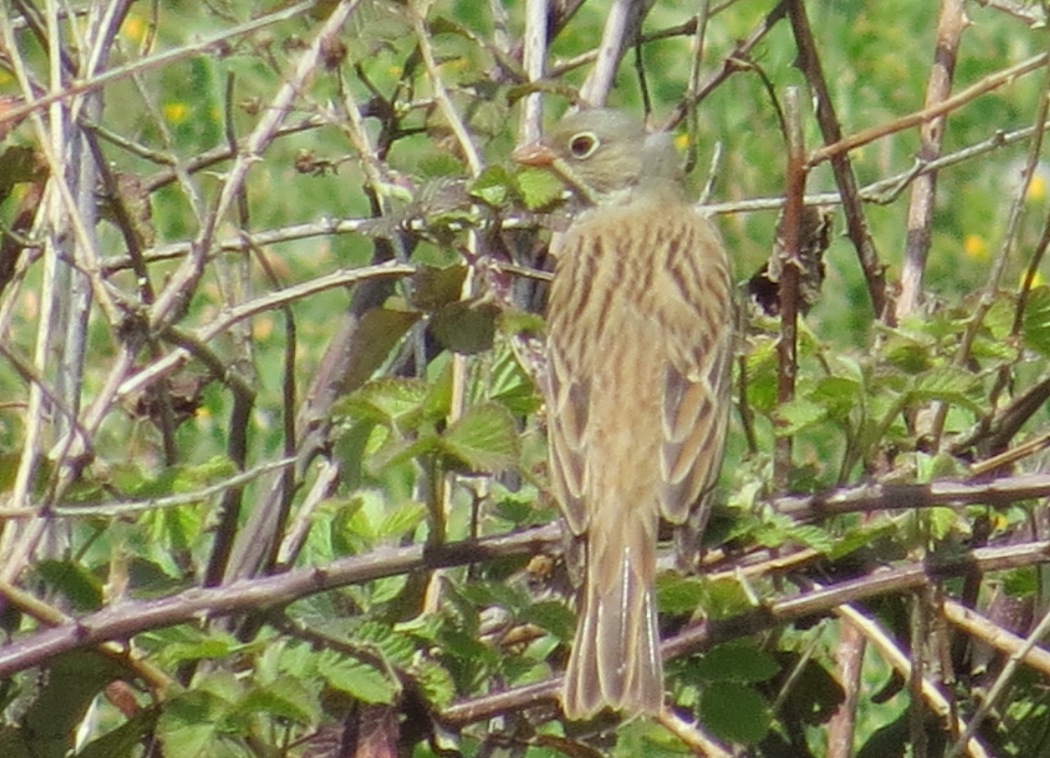Ortolan Bunting
