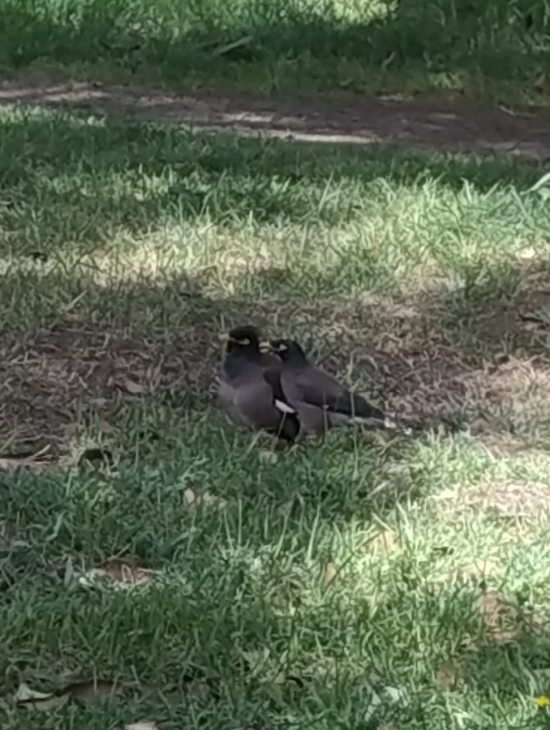Common Myna