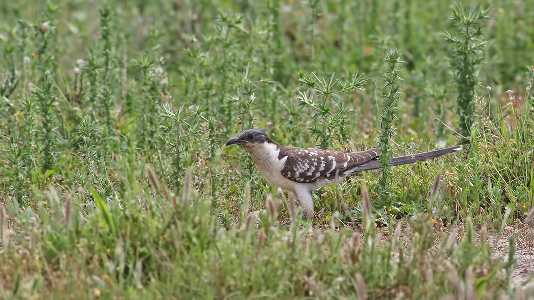 Great Spotted Cuckoo