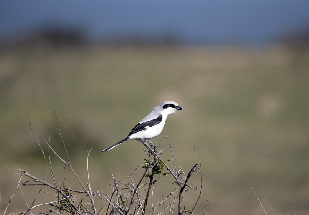 Great Grey Shrike