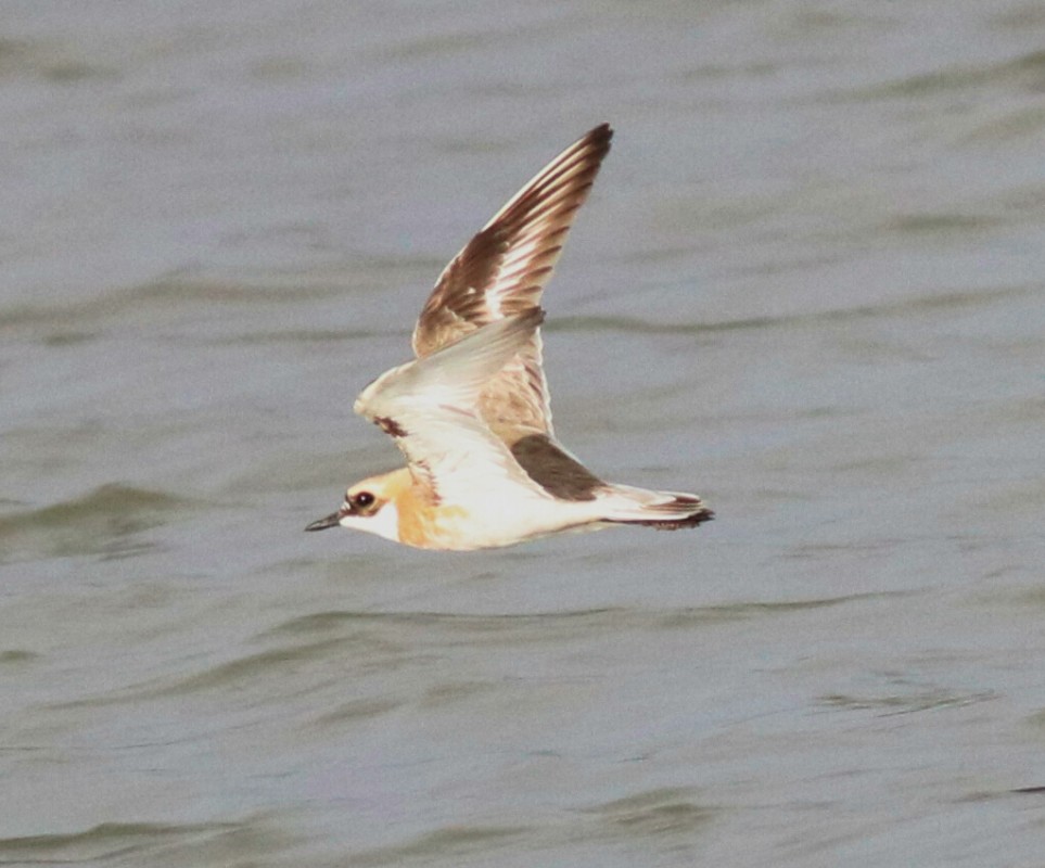 Greater Sand Plover