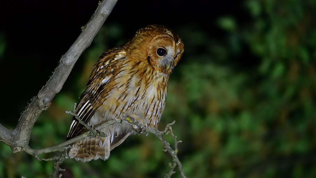 Tawny Owl