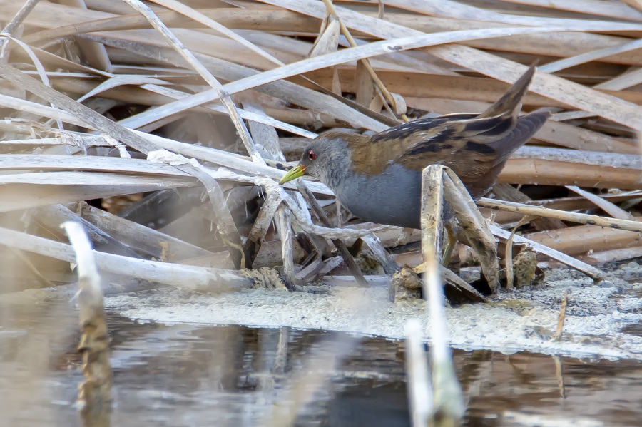 Little Crake