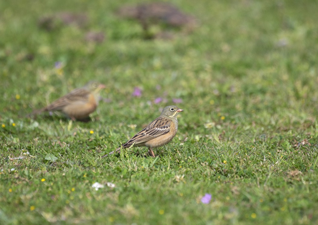 Ortolan Bunting