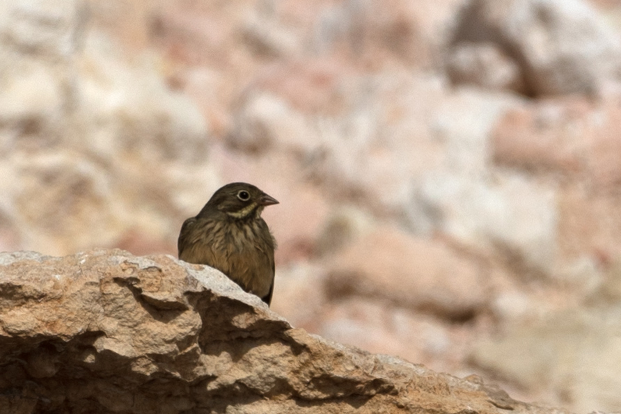 Ortolan Bunting
