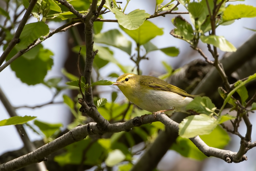 Wood Warbler