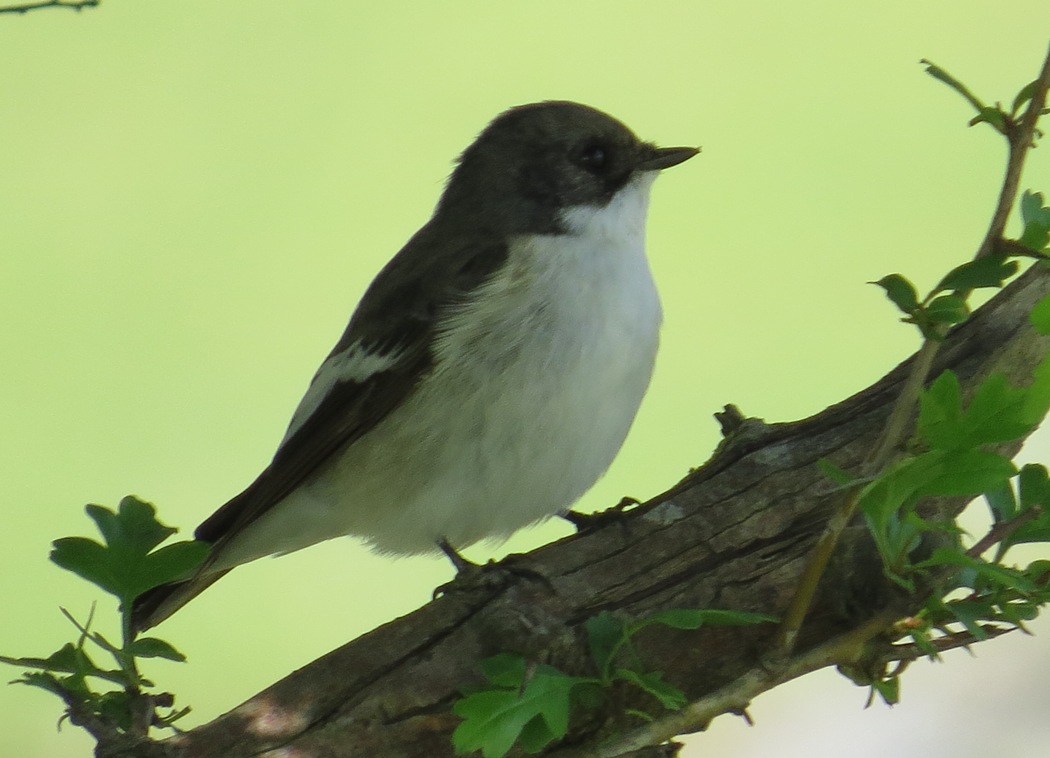European Pied Flycatcher