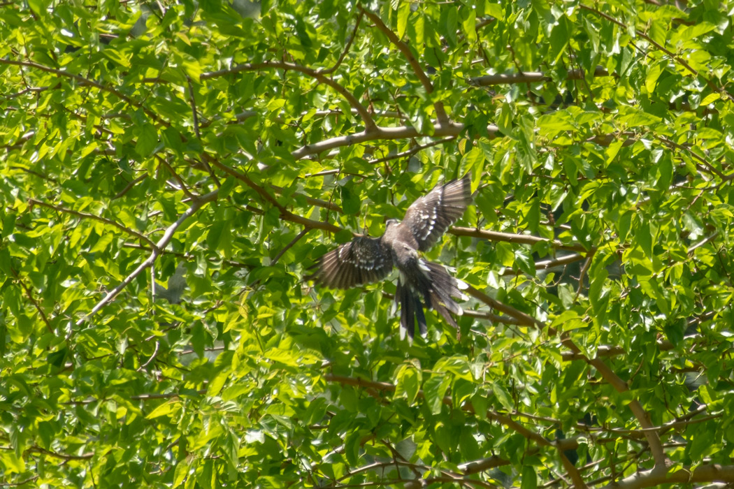 Great Spotted Cuckoo