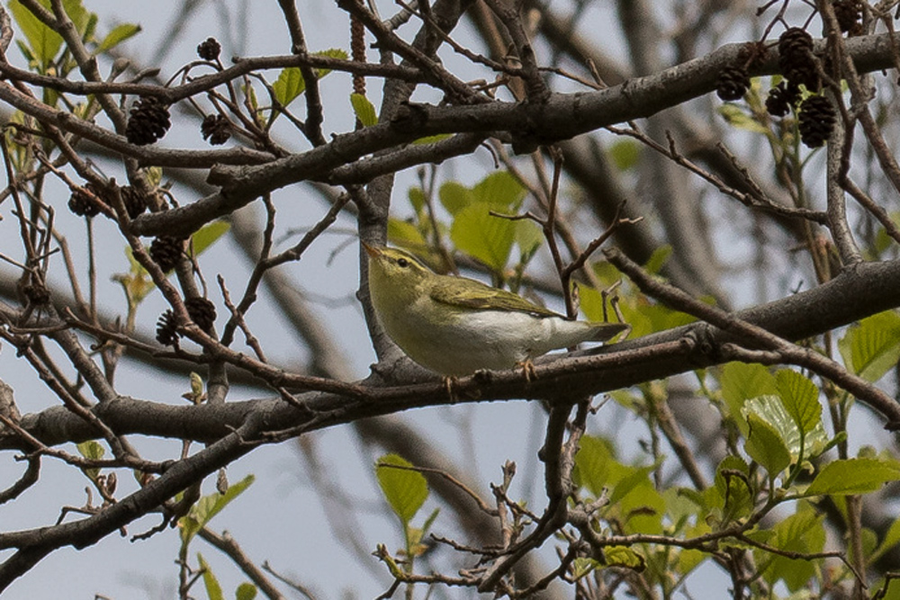 Wood Warbler