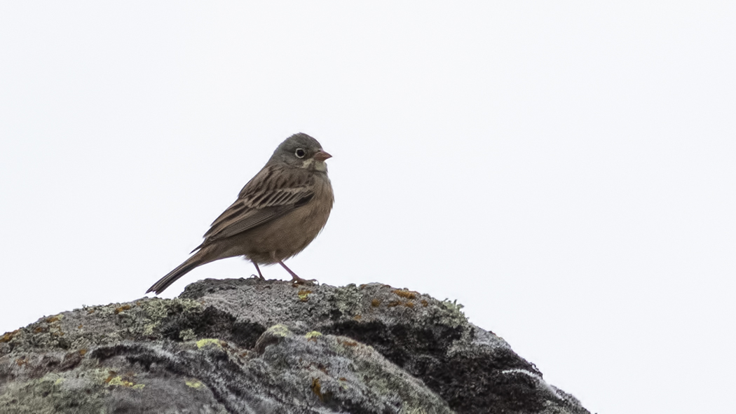 Ortolan Bunting