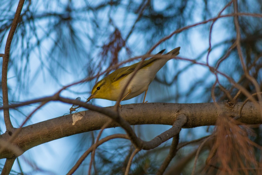 Wood Warbler