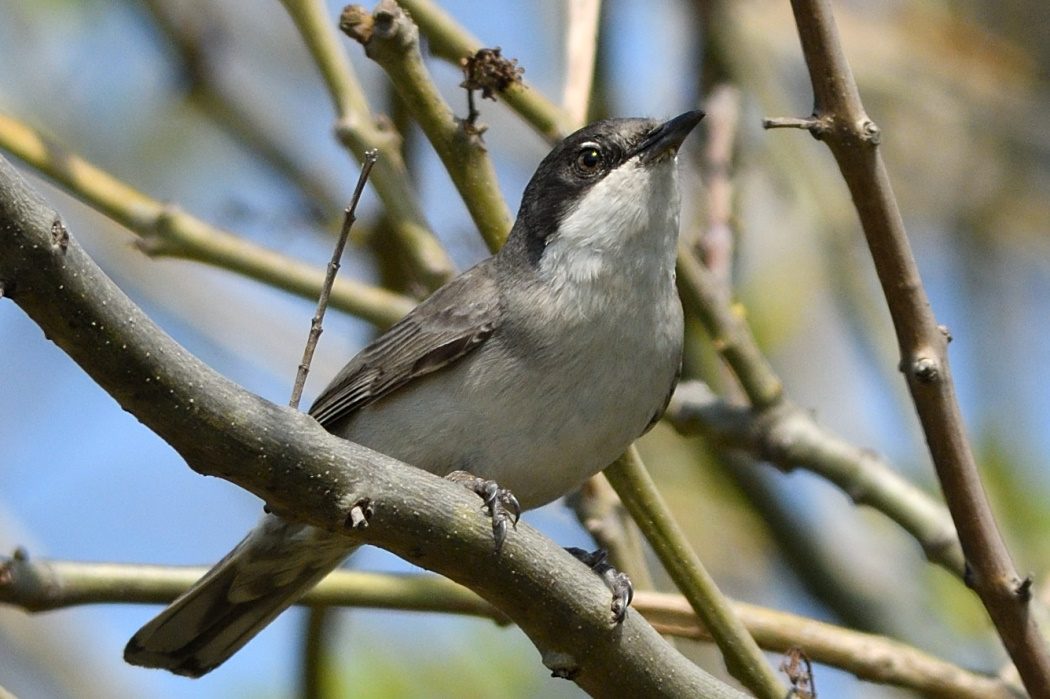 Eastern Orphean Warbler