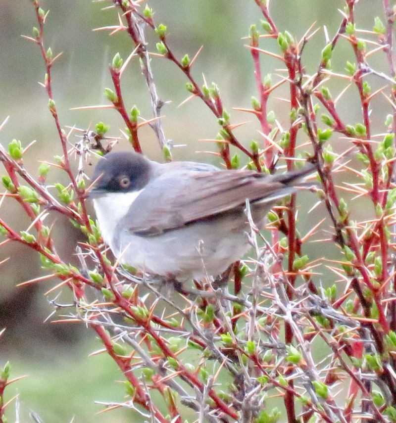 Eastern Orphean Warbler