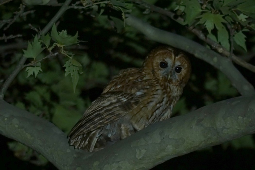 Tawny Owl