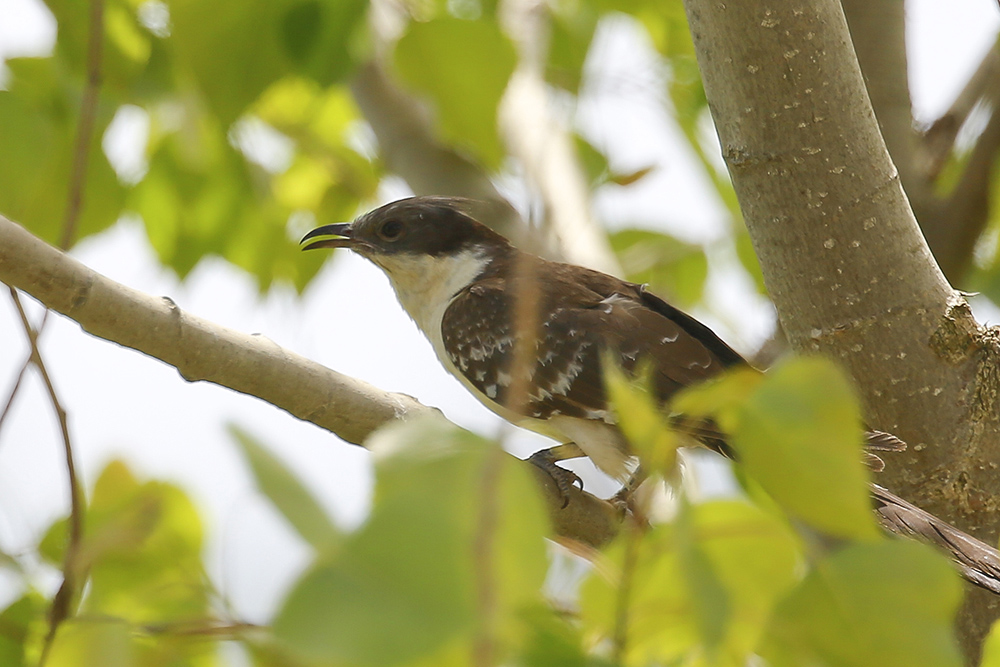 Great Spotted Cuckoo