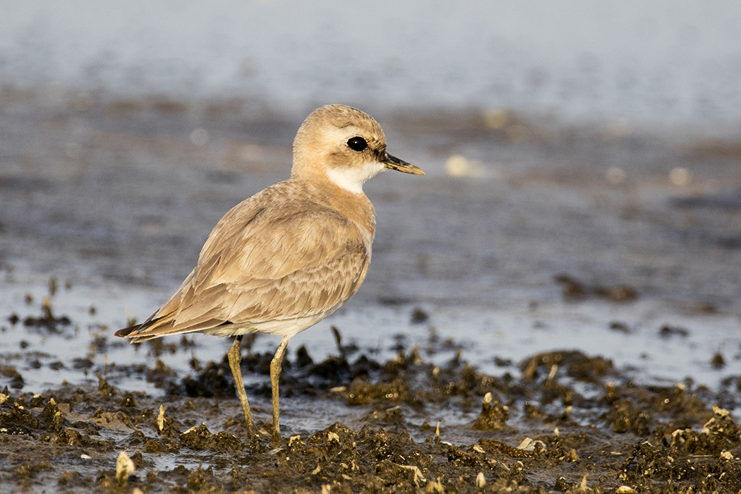 Greater Sand Plover