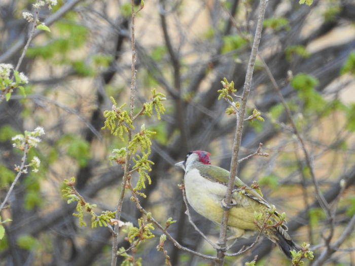 European Green Woodpecker