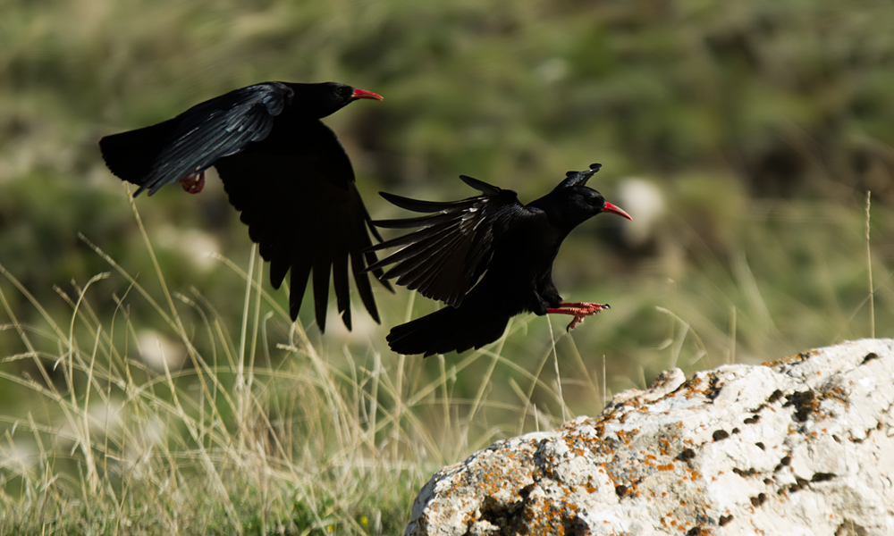 Red-billed Chough