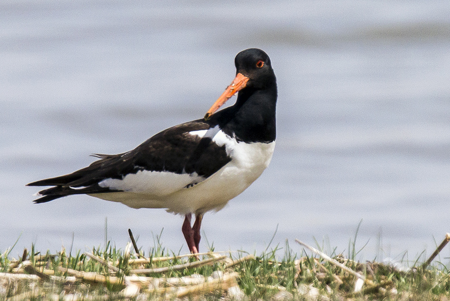 Eurasian Oystercatcher