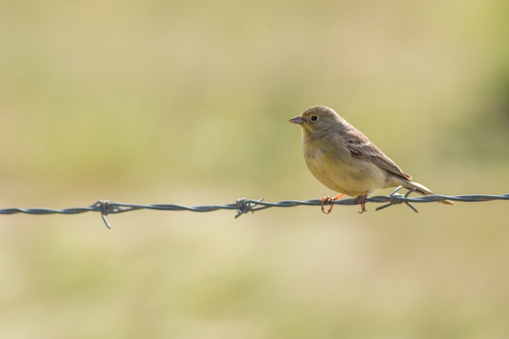 Cinereous Bunting