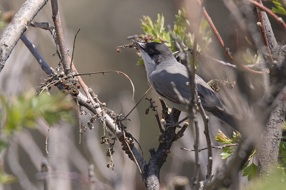 Eastern Orphean Warbler