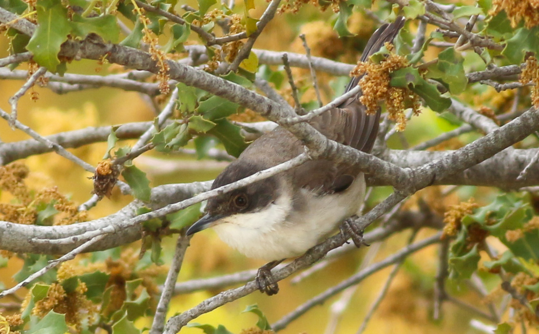 Eastern Orphean Warbler