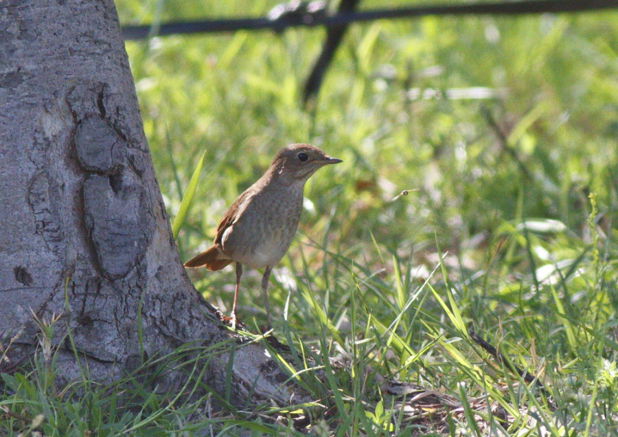 Thrush Nightingale