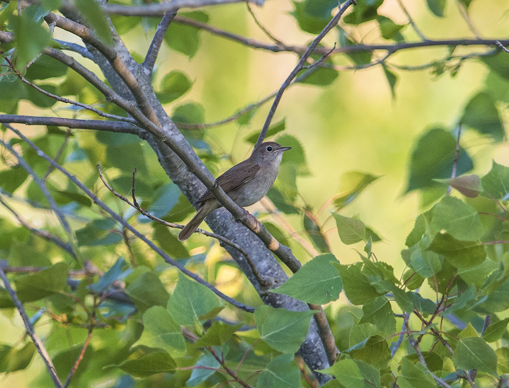 Thrush Nightingale