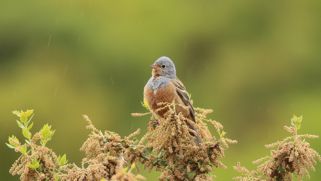 Cretzschmar`s Bunting