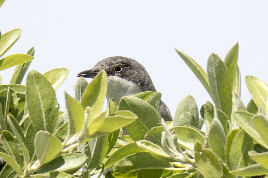 Eastern Orphean Warbler