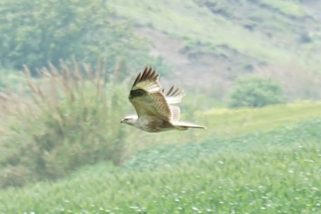 Kızıl Şahin