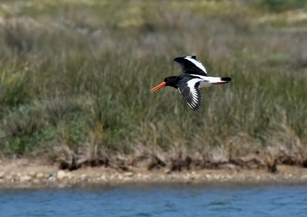 Eurasian Oystercatcher