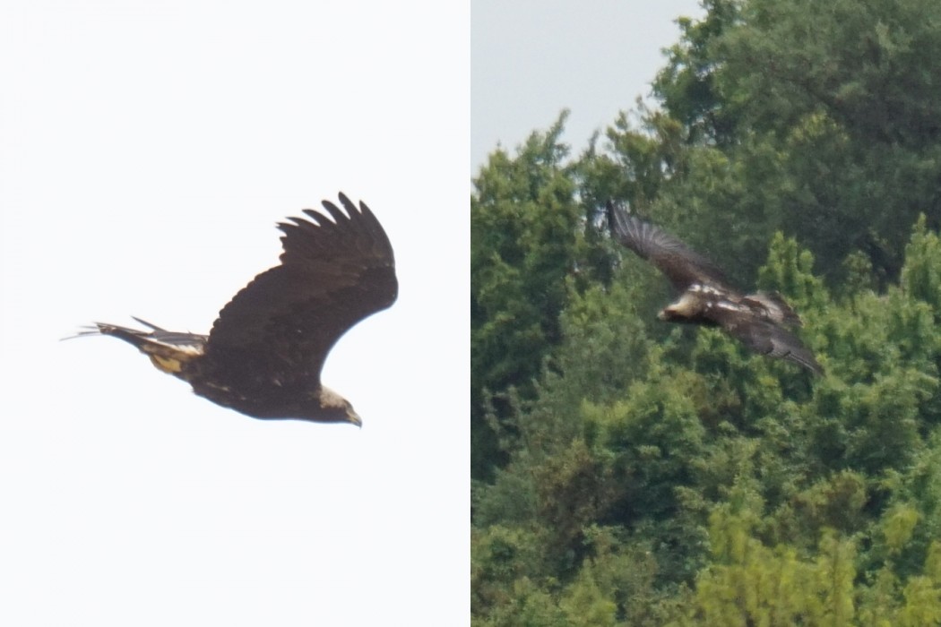 Eastern Imperial Eagle