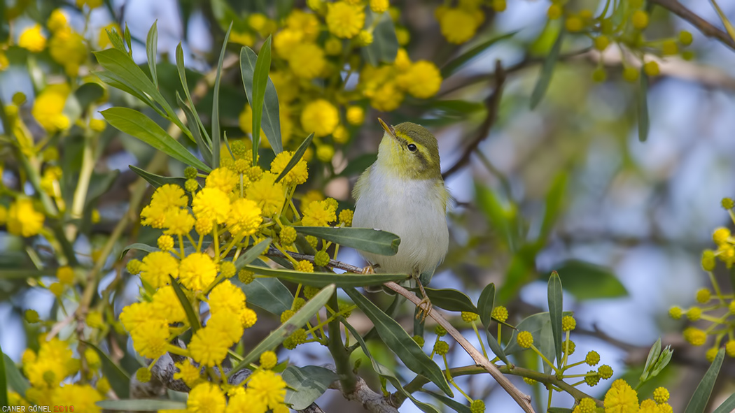 Wood Warbler