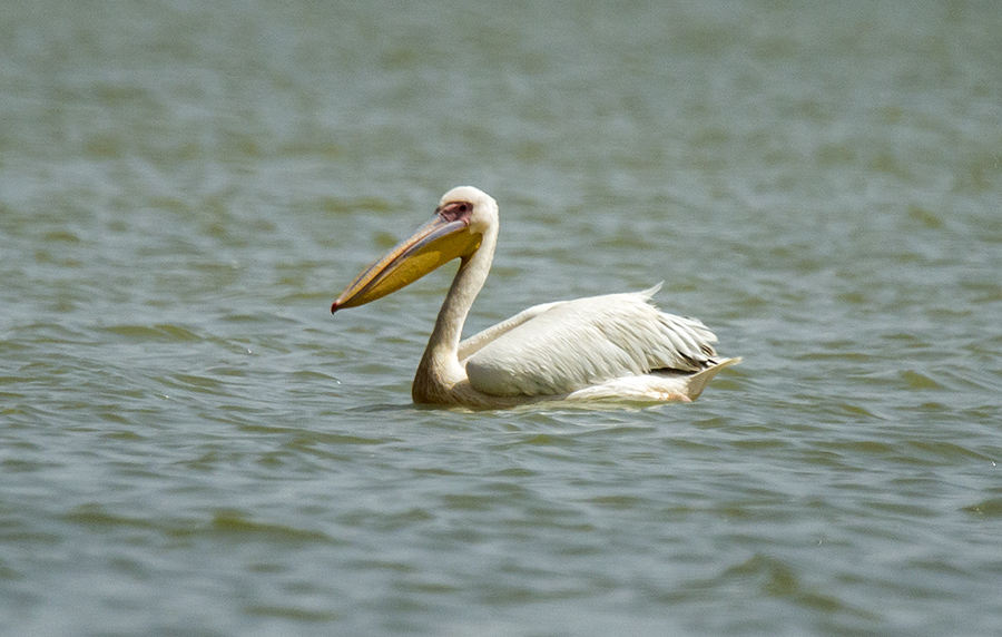Ak Pelikan