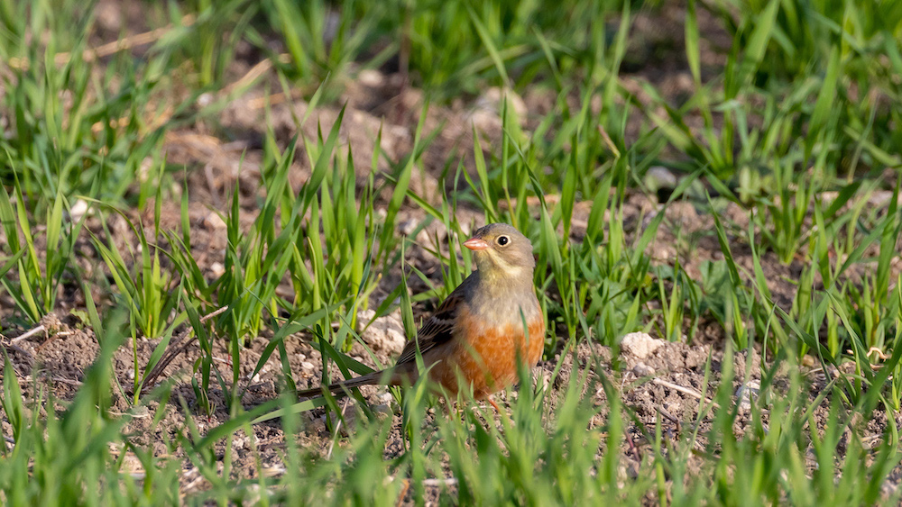 Ortolan Bunting