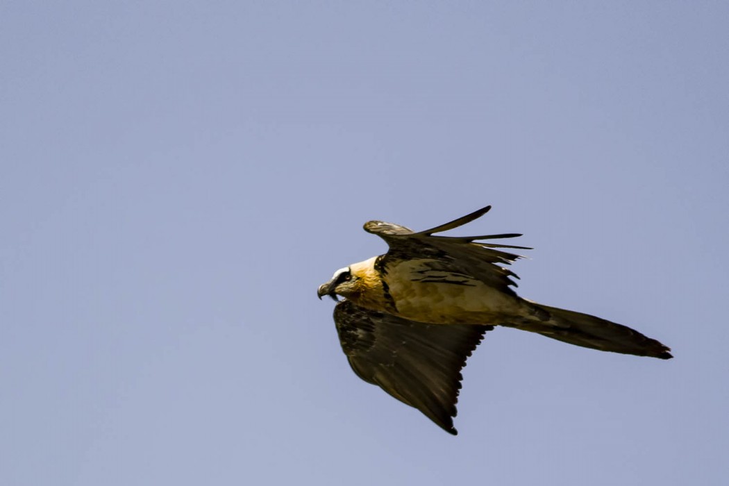 Bearded Vulture