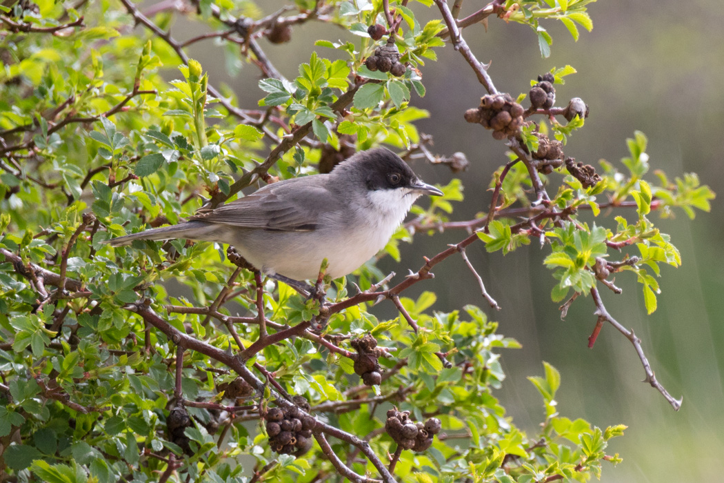 Eastern Orphean Warbler